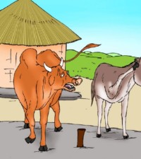 Donkey And Ox