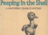 Peeping In The Shell : A Whooping Crane Is Hatched