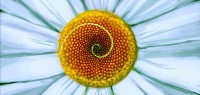The Fascinating Fibonaccis