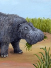 Why Hippos Have No Hair
